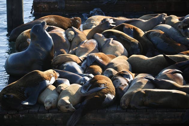 Sea Lions in San Francisco s Fisherman s Wharf SAN FRANCISCO, CA - APRIL 2: A view of Sea Lions at Pier 39 of Fisherman s Wharf in San Francisco, California, United States on April 2, 2026. The sea lions camped out in PIER 39’s West Marina have been endearingly coined The PIER’s Sea Lebrities. The boisterous pinnipeds started arriving in droves in January 1990, shortly after the 1989 Loma Prieta earthquake. Tayfun Coskun Anadolu California United States. Editorial use only. Please get in touch for any other usage.  Copyright: x2026xAnadoluxTayfunxCoskunx