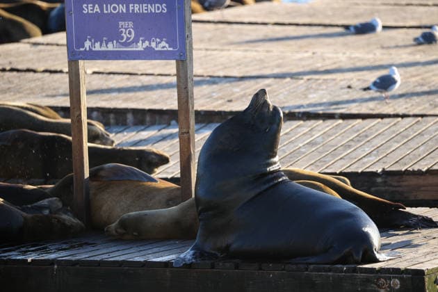 Sea Lions in San Francisco s Fisherman s Wharf SAN FRANCISCO, CA - APRIL 2: A view of Sea Lions at Pier 39 of Fisherman s Wharf in San Francisco, California, United States on April 2, 2026. The sea lions camped out in PIER 39’s West Marina have been endearingly coined The PIER’s Sea Lebrities. The boisterous pinnipeds started arriving in droves in January 1990, shortly after the 1989 Loma Prieta earthquake. Tayfun Coskun Anadolu California United States. Editorial use only. Please get in touch for any other usage.  Copyright: x2026xAnadoluxTayfunxCoskunx