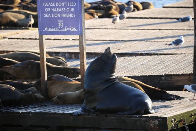 Sea Lions in San Francisco s Fisherman s Wharf SAN FRANCISCO, CA - APRIL 2: A view of Sea Lions at Pier 39 of Fisherman s Wharf in San Francisco, California, United States on April 2, 2026. The sea lions camped out in PIER 39’s West Marina have been endearingly coined The PIER’s Sea Lebrities. The boisterous pinnipeds started arriving in droves in January 1990, shortly after the 1989 Loma Prieta earthquake. Tayfun Coskun Anadolu California United States. Editorial use only. Please get in touch for any other usage.  Copyright: x2026xAnadoluxTayfunxCoskunx