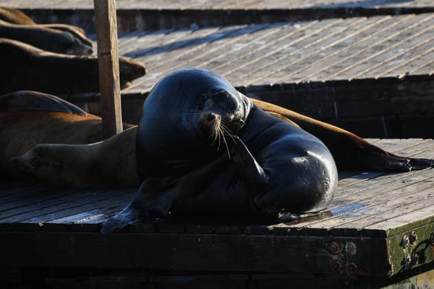 Sea Lions in San Francisco s Fisherman s Wharf SAN FRANCISCO, CA - APRIL 2: A view of Sea Lions at Pier 39 of Fisherman s Wharf in San Francisco, California, United States on April 2, 2026. The sea lions camped out in PIER 39’s West Marina have been endearingly coined The PIER’s Sea Lebrities. The boisterous pinnipeds started arriving in droves in January 1990, shortly after the 1989 Loma Prieta earthquake. Tayfun Coskun Anadolu California United States. Editorial use only. Please get in touch for any other usage.  Copyright: x2026xAnadoluxTayfunxCoskunx