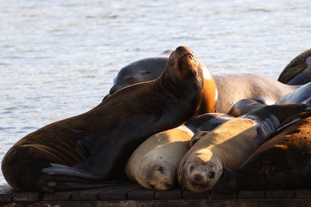 Sea Lions in San Francisco s Fisherman s Wharf SAN FRANCISCO, CA - APRIL 2: A view of Sea Lions at Pier 39 of Fisherman s Wharf in San Francisco, California, United States on April 2, 2026. The sea lions camped out in PIER 39’s West Marina have been endearingly coined The PIER’s Sea Lebrities. The boisterous pinnipeds started arriving in droves in January 1990, shortly after the 1989 Loma Prieta earthquake. Tayfun Coskun Anadolu California United States. Editorial use only. Please get in touch for any other usage.  Copyright: x2026xAnadoluxTayfunxCoskunx