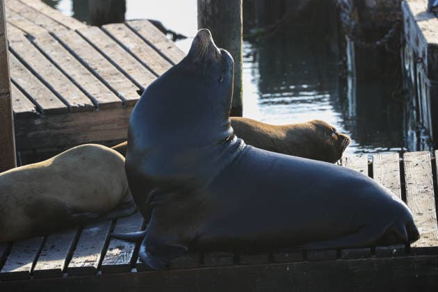 Sea Lions in San Francisco s Fisherman s Wharf SAN FRANCISCO, CA - APRIL 2: A view of Sea Lions at Pier 39 of Fisherman s Wharf in San Francisco, California, United States on April 2, 2026. The sea lions camped out in PIER 39’s West Marina have been endearingly coined The PIER’s Sea Lebrities. The boisterous pinnipeds started arriving in droves in January 1990, shortly after the 1989 Loma Prieta earthquake. Tayfun Coskun Anadolu California United States. Editorial use only. Please get in touch for any other usage.  Copyright: x2026xAnadoluxTayfunxCoskunx