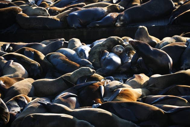 Sea Lions in San Francisco s Fisherman s Wharf SAN FRANCISCO, CA - APRIL 2: A view of Sea Lions at Pier 39 of Fisherman s Wharf in San Francisco, California, United States on April 2, 2026. The sea lions camped out in PIER 39’s West Marina have been endearingly coined The PIER’s Sea Lebrities. The boisterous pinnipeds started arriving in droves in January 1990, shortly after the 1989 Loma Prieta earthquake. Tayfun Coskun Anadolu California United States. Editorial use only. Please get in touch for any other usage.  Copyright: x2026xAnadoluxTayfunxCoskunx
