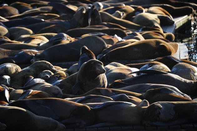 Sea Lions in San Francisco s Fisherman s Wharf SAN FRANCISCO, CA - APRIL 2: A view of Sea Lions at Pier 39 of Fisherman s Wharf in San Francisco, California, United States on April 2, 2026. The sea lions camped out in PIER 39’s West Marina have been endearingly coined The PIER’s Sea Lebrities. The boisterous pinnipeds started arriving in droves in January 1990, shortly after the 1989 Loma Prieta earthquake. Tayfun Coskun Anadolu California United States. Editorial use only. Please get in touch for any other usage.  Copyright: x2026xAnadoluxTayfunxCoskunx