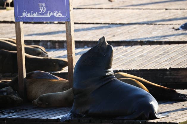 Sea Lions in San Francisco s Fisherman s Wharf SAN FRANCISCO, CA - APRIL 2: A view of Sea Lions at Pier 39 of Fisherman s Wharf in San Francisco, California, United States on April 2, 2026. The sea lions camped out in PIER 39’s West Marina have been endearingly coined The PIER’s Sea Lebrities. The boisterous pinnipeds started arriving in droves in January 1990, shortly after the 1989 Loma Prieta earthquake. Tayfun Coskun Anadolu California United States. Editorial use only. Please get in touch for any other usage.  Copyright: x2026xAnadoluxTayfunxCoskunx