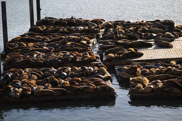 Sea Lions in San Francisco s Fisherman s Wharf SAN FRANCISCO, CA - APRIL 2: A view of Sea Lions at Pier 39 of Fisherman s Wharf in San Francisco, California, United States on April 2, 2026. The sea lions camped out in PIER 39’s West Marina have been endearingly coined The PIER’s Sea Lebrities. The boisterous pinnipeds started arriving in droves in January 1990, shortly after the 1989 Loma Prieta earthquake. Tayfun Coskun Anadolu California United States. Editorial use only. Please get in touch for any other usage.  Copyright: x2026xAnadoluxTayfunxCoskunx