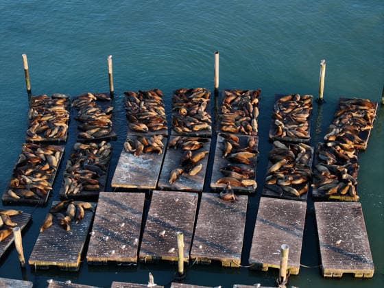Sea Lions in San Francisco s Fisherman s Wharf SAN FRANCISCO, CA - APRIL 2: A view of Sea Lions at Pier 39 of Fisherman s Wharf in San Francisco, California, United States on April 2, 2026. The sea lions camped out in PIER 39’s West Marina have been endearingly coined The PIER’s Sea Lebrities. The boisterous pinnipeds started arriving in droves in January 1990, shortly after the 1989 Loma Prieta earthquake. Tayfun Coskun Anadolu California United States. Editorial use only. Please get in touch for any other usage.  Copyright: x2026xAnadoluxTayfunxCoskunx