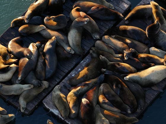 Sea Lions in San Francisco s Fisherman s Wharf SAN FRANCISCO, UNITED STATES - APRIL 2: A view of Sea Lions at Pier 39 of Fisherman s Wharf in San Francisco, California, United States on April 2, 2026. The sea lions camped out in PIER 39’s West Marina have been endearingly coined The PIER’s Sea Lebrities. The boisterous pinnipeds started arriving in droves in January 1990, shortly after the 1989 Loma Prieta earthquake. Tayfun Coskun Anadolu California United States. Editorial use only. Please get in touch for any other usage.  Copyright: x2026xAnadoluxTayfunxCoskunx