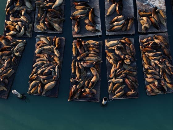 Sea Lions in San Francisco s Fisherman s Wharf SAN FRANCISCO, UNITED STATES - APRIL 2: An aerial view of Sea Lions at Pier 39 of Fisherman s Wharf in San Francisco, California, United States on April 2, 2026. The sea lions camped out in PIER 39’s West Marina have been endearingly coined The PIER’s Sea Lebrities. The boisterous pinnipeds started arriving in droves in January 1990, shortly after the 1989 Loma Prieta earthquake. Tayfun Coskun Anadolu California United States. Editorial use only. Please get in touch for any other usage.  Copyright: x2026xAnadoluxTayfunxCoskunx