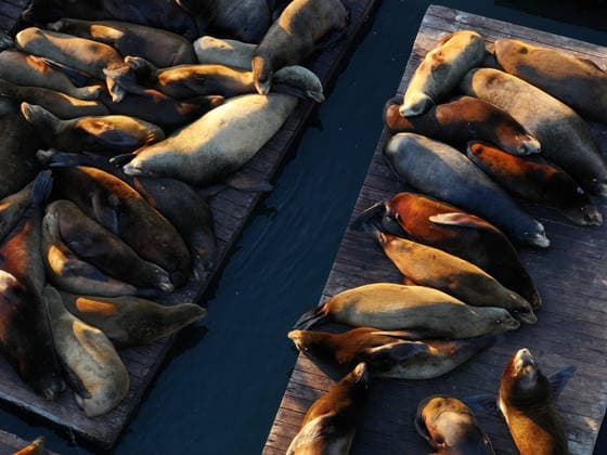 Sea Lions in San Francisco s Fisherman s Wharf SAN FRANCISCO, UNITED STATES - APRIL 2: A view of Sea Lions at Pier 39 of Fisherman s Wharf in San Francisco, California, United States on April 2, 2026. The sea lions camped out in PIER 39’s West Marina have been endearingly coined The PIER’s Sea Lebrities. The boisterous pinnipeds started arriving in droves in January 1990, shortly after the 1989 Loma Prieta earthquake. Tayfun Coskun Anadolu California United States. Editorial use only. Please get in touch for any other usage.  Copyright: x2026xAnadoluxTayfunxCoskunx