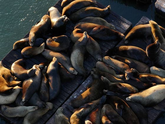 Sea Lions in San Francisco s Fisherman s Wharf SAN FRANCISCO, UNITED STATES - APRIL 2: A view of Sea Lions at Pier 39 of Fisherman s Wharf in San Francisco, California, United States on April 2, 2026. The sea lions camped out in PIER 39’s West Marina have been endearingly coined The PIER’s Sea Lebrities. The boisterous pinnipeds started arriving in droves in January 1990, shortly after the 1989 Loma Prieta earthquake. Tayfun Coskun Anadolu California United States. Editorial use only. Please get in touch for any other usage.  Copyright: x2026xAnadoluxTayfunxCoskunx