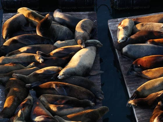 Sea Lions in San Francisco s Fisherman s Wharf SAN FRANCISCO, UNITED STATES - APRIL 2: A view of Sea Lions at Pier 39 of Fisherman s Wharf in San Francisco, California, United States on April 2, 2026. The sea lions camped out in PIER 39’s West Marina have been endearingly coined The PIER’s Sea Lebrities. The boisterous pinnipeds started arriving in droves in January 1990, shortly after the 1989 Loma Prieta earthquake. Tayfun Coskun Anadolu California United States. Editorial use only. Please get in touch for any other usage.  Copyright: x2026xAnadoluxTayfunxCoskunx