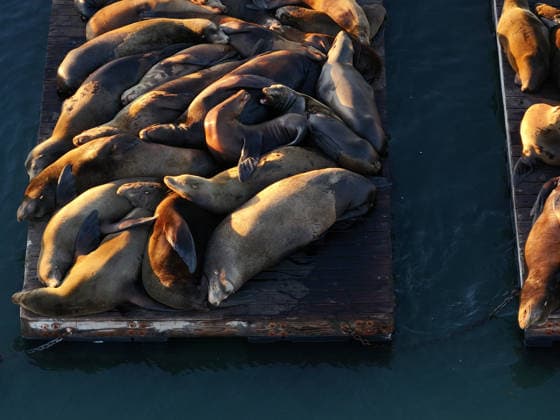 Sea Lions in San Francisco s Fisherman s Wharf SAN FRANCISCO, UNITED STATES - APRIL 2: A view of Sea Lions at Pier 39 of Fisherman s Wharf in San Francisco, California, United States on April 2, 2026. The sea lions camped out in PIER 39’s West Marina have been endearingly coined The PIER’s Sea Lebrities. The boisterous pinnipeds started arriving in droves in January 1990, shortly after the 1989 Loma Prieta earthquake. Tayfun Coskun Anadolu California United States. Editorial use only. Please get in touch for any other usage.  Copyright: x2026xAnadoluxTayfunxCoskunx