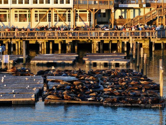 Sea Lions in San Francisco s Fisherman s Wharf SAN FRANCISCO, UNITED STATES - APRIL 2: A view of Sea Lions at Pier 39 of Fisherman s Wharf in San Francisco, California, United States on April 2, 2026. The sea lions camped out in PIER 39’s West Marina have been endearingly coined The PIER’s Sea Lebrities. The boisterous pinnipeds started arriving in droves in January 1990, shortly after the 1989 Loma Prieta earthquake. Tayfun Coskun Anadolu California United States. Editorial use only. Please get in touch for any other usage.  Copyright: x2026xAnadoluxTayfunxCoskunx
