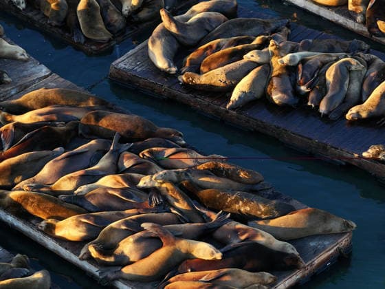Sea Lions in San Francisco s Fisherman s Wharf SAN FRANCISCO, UNITED STATES - APRIL 2: A view of Sea Lions at Pier 39 of Fisherman s Wharf in San Francisco, California, United States on April 2, 2026. The sea lions camped out in PIER 39’s West Marina have been endearingly coined The PIER’s Sea Lebrities. The boisterous pinnipeds started arriving in droves in January 1990, shortly after the 1989 Loma Prieta earthquake. Tayfun Coskun Anadolu California United States. Editorial use only. Please get in touch for any other usage.  Copyright: x2026xAnadoluxTayfunxCoskunx