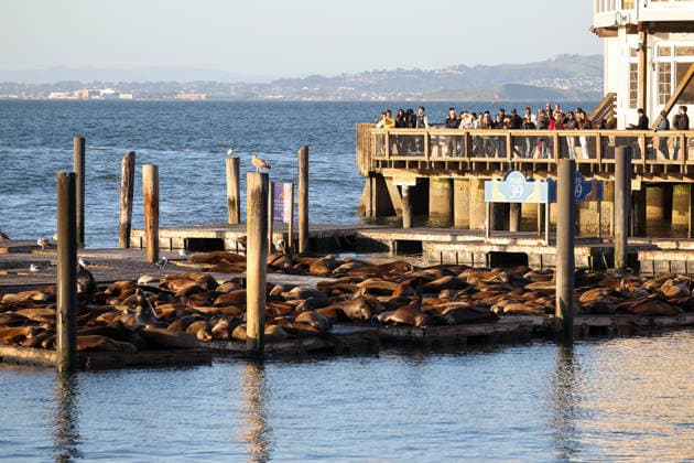 Sea Lions in San Francisco s Fisherman s Wharf SAN FRANCISCO, UNITED STATES - APRIL 2: A view of Sea Lions at Pier 39 of Fisherman s Wharf in San Francisco, California, United States on April 2, 2026. The sea lions camped out in PIER 39’s West Marina have been endearingly coined The PIER’s Sea Lebrities. The boisterous pinnipeds started arriving in droves in January 1990, shortly after the 1989 Loma Prieta earthquake. Tayfun Coskun Anadolu California United States. Editorial use only. Please get in touch for any other usage.  Copyright: x2026xAnadoluxTayfunxCoskunx