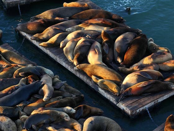 Sea Lions in San Francisco s Fisherman s Wharf SAN FRANCISCO, UNITED STATES - APRIL 2: A view of Sea Lions at Pier 39 of Fisherman s Wharf in San Francisco, California, United States on April 2, 2026. The sea lions camped out in PIER 39’s West Marina have been endearingly coined The PIER’s Sea Lebrities. The boisterous pinnipeds started arriving in droves in January 1990, shortly after the 1989 Loma Prieta earthquake. Tayfun Coskun Anadolu California United States. Editorial use only. Please get in touch for any other usage.  Copyright: x2026xAnadoluxTayfunxCoskunx