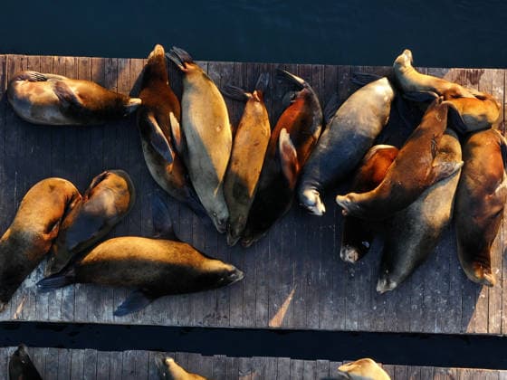 Sea Lions in San Francisco s Fisherman s Wharf SAN FRANCISCO, UNITED STATES - APRIL 2: A view of Sea Lions at Pier 39 of Fisherman s Wharf in San Francisco, California, United States on April 2, 2026. The sea lions camped out in PIER 39’s West Marina have been endearingly coined The PIER’s Sea Lebrities. The boisterous pinnipeds started arriving in droves in January 1990, shortly after the 1989 Loma Prieta earthquake. Tayfun Coskun Anadolu California United States. Editorial use only. Please get in touch for any other usage.  Copyright: x2026xAnadoluxTayfunxCoskunx