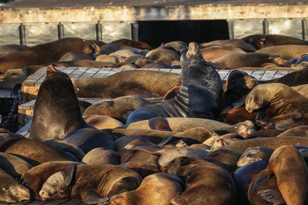 Sea Lions in San Francisco s Fisherman s Wharf SAN FRANCISCO, UNITED STATES - APRIL 2: A view of Sea Lions at Pier 39 of Fisherman s Wharf in San Francisco, California, United States on April 2, 2026. The sea lions camped out in PIER 39’s West Marina have been endearingly coined The PIER’s Sea Lebrities. The boisterous pinnipeds started arriving in droves in January 1990, shortly after the 1989 Loma Prieta earthquake. Tayfun Coskun Anadolu California United States. Editorial use only. Please get in touch for any other usage.  Copyright: x2026xAnadoluxTayfunxCoskunx