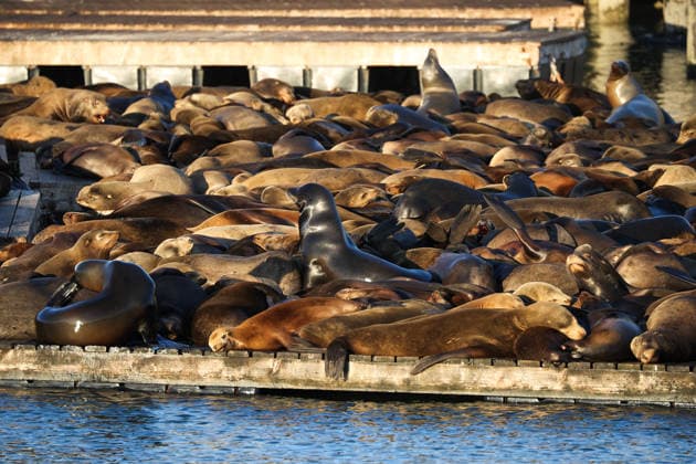 Sea Lions in San Francisco s Fisherman s Wharf SAN FRANCISCO, UNITED STATES - APRIL 2: A view of Sea Lions at Pier 39 of Fisherman s Wharf in San Francisco, California, United States on April 2, 2026. The sea lions camped out in PIER 39’s West Marina have been endearingly coined The PIER’s Sea Lebrities. The boisterous pinnipeds started arriving in droves in January 1990, shortly after the 1989 Loma Prieta earthquake. Tayfun Coskun Anadolu California United States. Editorial use only. Please get in touch for any other usage.  Copyright: x2026xAnadoluxTayfunxCoskunx