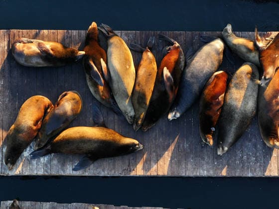 Sea Lions in San Francisco s Fisherman s Wharf SAN FRANCISCO, UNITED STATES - APRIL 2: A view of Sea Lions at Pier 39 of Fisherman s Wharf in San Francisco, California, United States on April 2, 2026. The sea lions camped out in PIER 39’s West Marina have been endearingly coined The PIER’s Sea Lebrities. The boisterous pinnipeds started arriving in droves in January 1990, shortly after the 1989 Loma Prieta earthquake. Tayfun Coskun Anadolu California United States. Editorial use only. Please get in touch for any other usage.  Copyright: x2026xAnadoluxTayfunxCoskunx