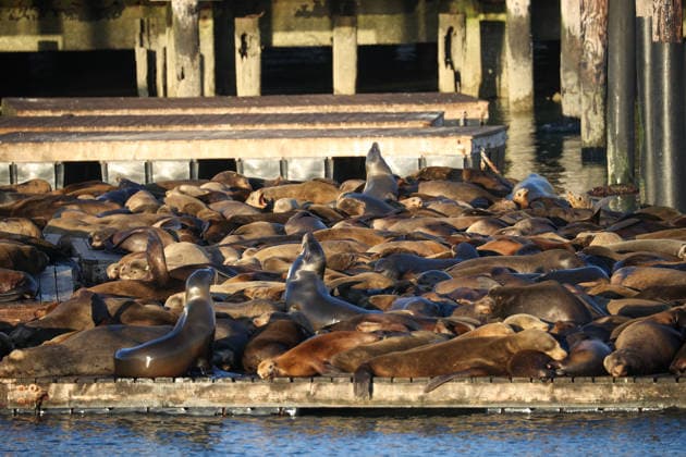 Sea Lions in San Francisco s Fisherman s Wharf SAN FRANCISCO, UNITED STATES - APRIL 2: A view of Sea Lions at Pier 39 of Fisherman s Wharf in San Francisco, California, United States on April 2, 2026. The sea lions camped out in PIER 39’s West Marina have been endearingly coined The PIER’s Sea Lebrities. The boisterous pinnipeds started arriving in droves in January 1990, shortly after the 1989 Loma Prieta earthquake. Tayfun Coskun Anadolu California United States. Editorial use only. Please get in touch for any other usage.  Copyright: x2026xAnadoluxTayfunxCoskunx