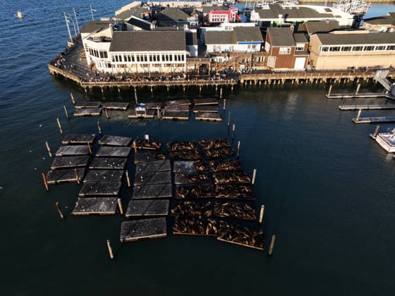Sea Lions in San Francisco s Fisherman s Wharf SAN FRANCISCO, UNITED STATES - APRIL 2: An aerial view of Sea Lions at Pier 39 of Fisherman s Wharf in San Francisco, California, United States on April 2, 2026. The sea lions camped out in PIER 39’s West Marina have been endearingly coined The PIER’s Sea Lebrities. The boisterous pinnipeds started arriving in droves in January 1990, shortly after the 1989 Loma Prieta earthquake. Tayfun Coskun Anadolu California United States. Editorial use only. Please get in touch for any other usage.  Copyright: x2026xAnadoluxTayfunxCoskunx