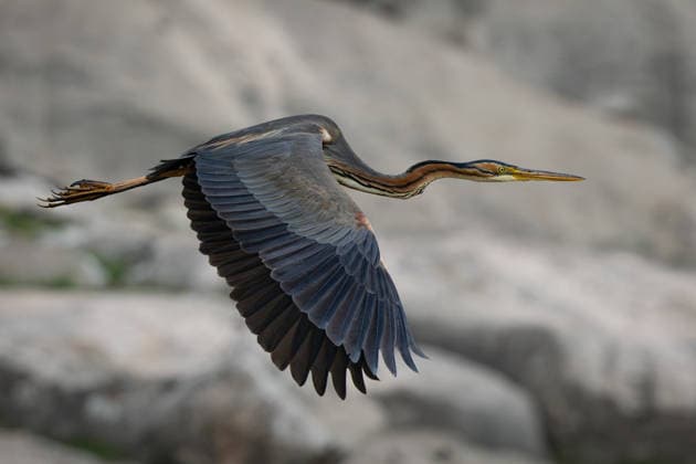 News Bilder des Tages April 3, 2026, Diyarbakir, Diyarbakir, Turkey: A Purple Heron (Ardea purpurea) flies over the slopes of the Southeastern Taurus Mountains near Diyarbakir, Turkey. Known for its snake-like neck, it blends into reed beds while hunting reptiles and fish. Diyarbakir Turkey - ZUMAe142 20260403_zip_e142_001 Copyright: xDoganxEvsanx