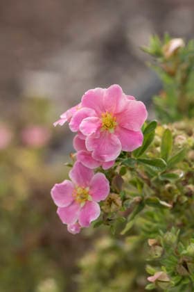 Fingerstrauch (Potentilla fruticosa Pink Star ) McPHRM *** Foxglove Potentilla fruticosa Pink Star McPHRM McPHRM RECORD DATE NOT STATED
