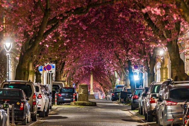 Kirschblüten in der Bonner Altstadt 03.04.2026 Skulpturen, wie die Jupitersäule und die Tragische Gesichtsmaske prägen den Charakter dieser Straße - Die weltberühmte Kirschblütenpracht im Herzen der Altstadt von Bonn am Abend. Sämtliche Blüten zeigen sich in nahezu voller Pracht an den Kirschbäumen in der Heerstraße, im Herzen der Bonner Altstadt. Der daraus entstehende Kirschblütentunnel wird in diesem und nächstem Wochenende tausende Besucher aus aller Welt anziehen. Bonn Altstadt NRW Deutschland *** Cherry blossoms in Bonns Old Town 03 04 2026 Sculptures such as the Jupiter Column and the Tragic Face Mask shape the character of this street The world-famous cherry blossoms in the heart of Bonns Old Town in the evening All the Copyright: xMarcxJohnx