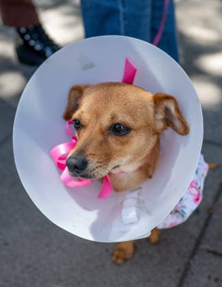 April 4, 2026, Los Angeles, California, USA: People and their pets line up in Olvera Street in Los Angeles to receive a blessing from Archbishop Jose Gomez in a Catholic tradition that celebrates St. Francis of AssisiÃ¢â‚¬â ¢s love of animals. This centuries-old tradition, usually held the Saturday before Easter, has been a part of Olvera StreetÃ¢â‚¬â ¢s history since 1930. Los Angeles USA  - ZUMAh234 20260404_zsp_h234_003 Copyright: xMarkxEdwardxHarrisx