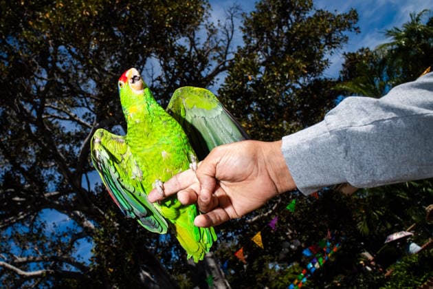 April 4, 2026, Los Angeles, California, USA: A parrot sits on its owners hand during the yearly Blessing of the Animals at Olvera Street on Saturday, April 4, 2026 in Los Angeles, California. Los Angeles USA - ZUMAh206 20260404_znp_h206_001 Copyright: xBenjaminxHansonx