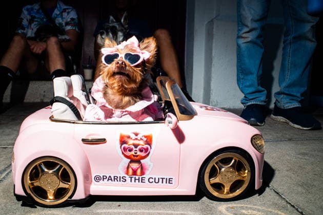 April 4, 2026, Los Angeles, California, USA: A small dog sits in remote control car while waiting in line to be blessed by Acrhbishop JOSE GOMEZ during the yearly Blessing of the Animals at Olvera Street on Saturday, April 4, 2026 in Los Angeles, California. Los Angeles USA - ZUMAh206 20260404_znp_h206_012 Copyright: xBenjaminxHansonx