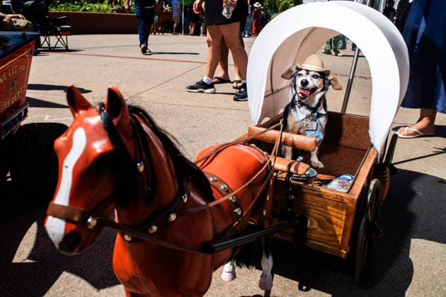 April 4, 2026, Los Angeles, California, USA: A small dog in a carriage during the yearly Blessing of the Animals at Olvera Street on Saturday, April 4, 2026 in Los Angeles, California. Los Angeles USA - ZUMAh206 20260404_znp_h206_017 Copyright: xBenjaminxHansonx