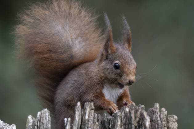 Eichhörnchen (Sciurus vulgaris), Emsland, Niedersachsen, Deutschland Squirrel (Sciurus vulgaris), Emsland, Lower Saxony, Germany Copyright: imageBROKER ErhardxNerger ibxenh17206924.jpg
