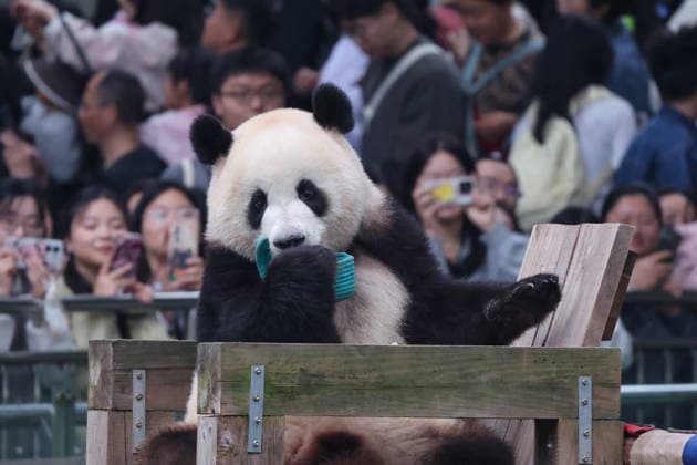 Giant Panda CHONGQING, CHINA - APRIL 5, 2026 - Tourists visited Giant Pandas at Chongqing Zoo in Chongqing, China on April 5, 2026. Chongqing Chongqing China  Copyright: xCFOTOx i1775397366449