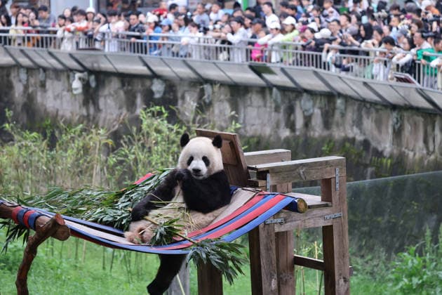 Giant Panda CHONGQING, CHINA - APRIL 5, 2026 - Tourists visited Giant Pandas at Chongqing Zoo in Chongqing, China on April 5, 2026. Chongqing Chongqing China  Copyright: xCFOTOx i1775397366641