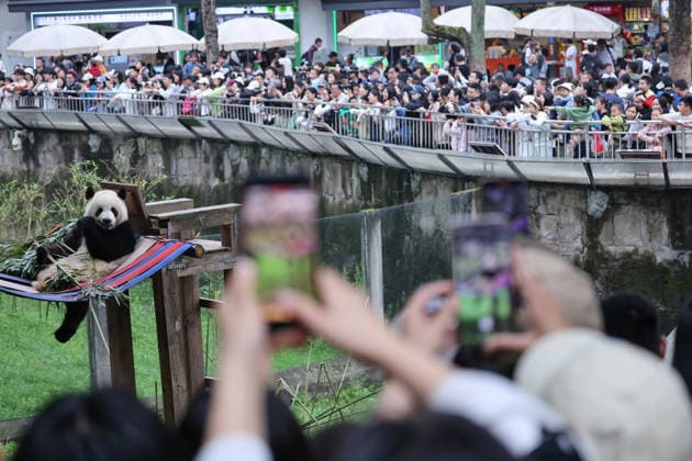 News Bilder des Tages Giant Panda CHONGQING, CHINA - APRIL 5, 2026 - Tourists visited Giant Pandas at Chongqing Zoo in Chongqing, China on April 5, 2026. Chongqing Chongqing China  Copyright: xCFOTOx i1775397366812