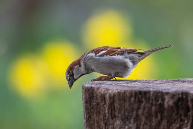 Haussperling-Männchen an der Futterstelle, Garten, Wilnsdorf, Siegerland, Nordrhein-Westfalen, Deutschland, 4.4.2026 *** Male house sparrow at the feeding station, garden, Wilnsdorf, Siegerland, North Rhine-Westphalia, Germany, 4 4 2026 Copyright: xDirkxManderbachx