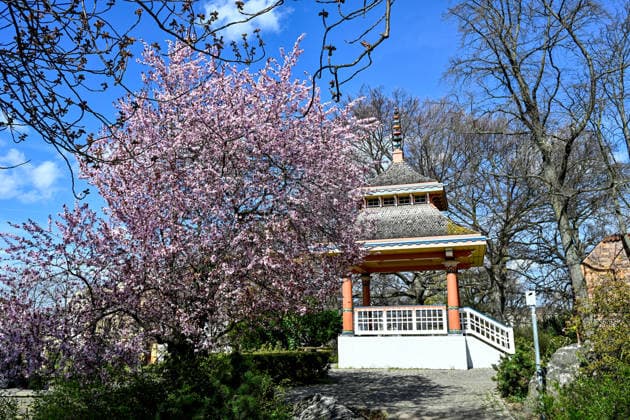 Deutschland, Brandenburg, Cottbus, 04.04.2026: Kirschblüten blühen in der Cottbuser Altstadt vor dem Japanischen Pavillon Kirschblüte in Cottbus *** Germany, Brandenburg, Cottbus, 04 04 2026 Cherry blossoms bloom in Cottbus old town in front of the Japanese Pavilion Cherry blossom in Cottbus
