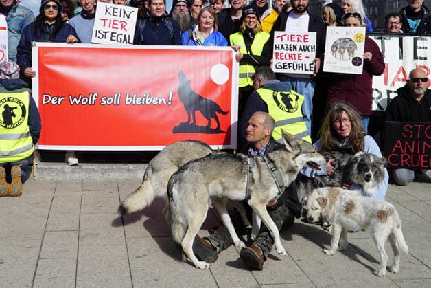 News Bilder des Tages CNTV WOLFSDEMO- Tierschuetzer Wolfsfreunde Demonstranten mit Schilder und Plakaten und Woelfen bei der Demo Freiheit fuer den am Jungfernstieg eingefangenen Wolf am Hamburger Jungfernstien am Oster Sonntag 05.04.2026 in Hamburg Hamburg Deutschland *** CNTV WOLFSDEMO Tierschuetzer Wolfsfreunde demonstrators with signs and posters and wolves at the demo Freiheit fuer den am Jungfernstieg gefangenen Wolf am Hamburger Jungfernstien on Easter Sunday 05 04 2026 in Hamburg Hamburg Germany