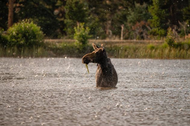 IMAGO Creative, Jahreszeit Sommer, Regen, Sommerregen Adult female moose standing in mountain lake during rainy downpour Estes Park, Colorado, United States R_MCKJ260401-1974137-01