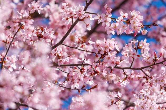 Fruehling in Brandenburg DEU Deutschland Brandenburg Welzow, 06.04.2026, Frühlingswetter in Brandenburg - Kirschblüte in der Lausitz, rosa Kirschblueten (japanische Zierkirsche) bluehen an einem Kirschbaum in Welzow in den Brandenburgischen Lausitz. *** Spring in Brandenburg DEU Germany Brandenburg Welzow, 06 04 2026, spring weather in Brandenburg cherry blossom in Lusatia, pink cherry blossoms Japanese ornamental cherry blossom on a cherry tree in Welzow in Brandenburg Lusatia AF_Welzow_29383.jpeg
