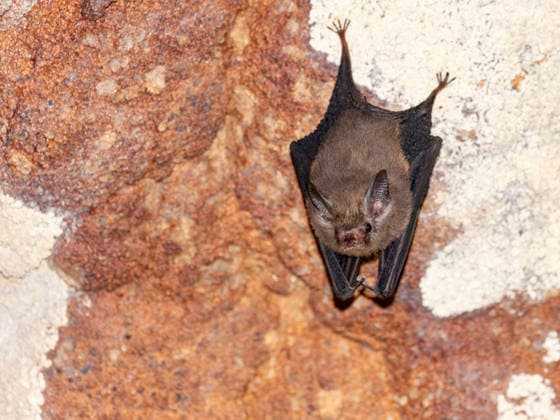 Roosting western sheath-tailed bat Paremballonura tiavato resting in Sakalavas Cave at night in Madagascar Copyright: MichaelxNolan 1112-13944