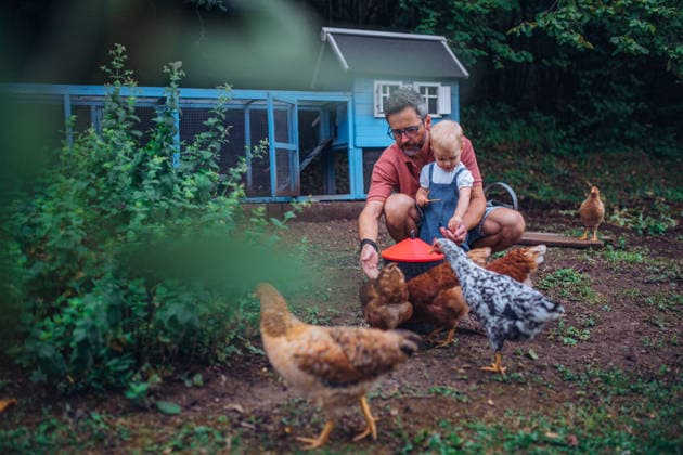 Father and toddler feeding chickens in backyard garden. Father and toddler feeding chickens in backyard garden. Chicken coop. model released