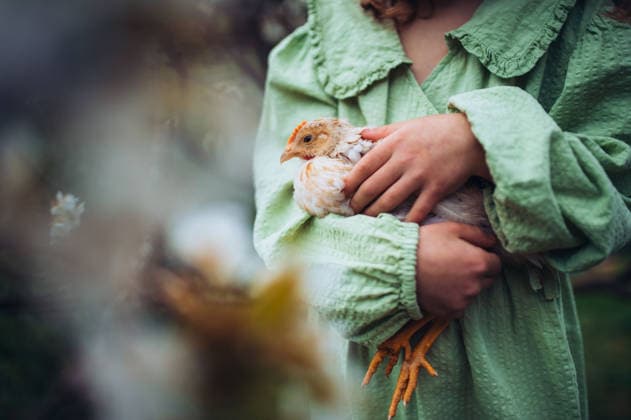 Child gently holding baby chicken, playing in garden during spring. Child gently holding baby chicken, playing in garden during spring day. model released