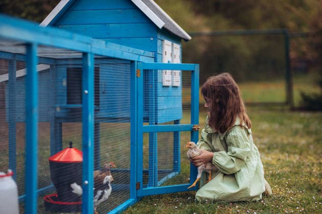 Girl taking care of chicken in family farm. Girl taking care of chicken in family farm. Springtime season. model released