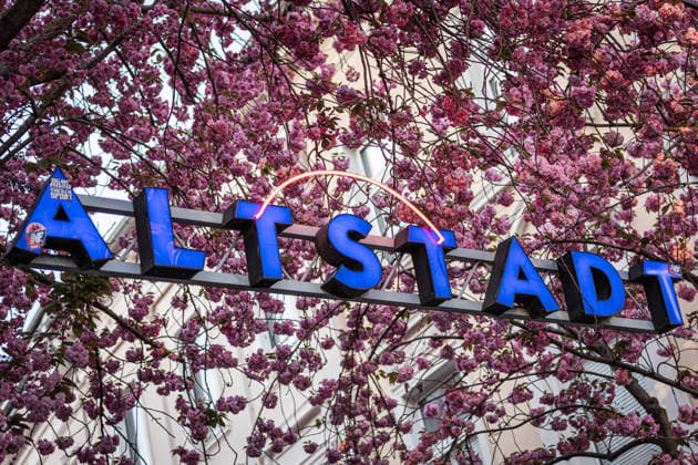Kirschblüte in der Altstadt von Bonn, 6.4.2026 Seit vielen Jahren ist die Kirschblüte in der Bonner Altstadt ein Touristenmagnet, Auch in diesem Jahr werden wieder zehntausende Menschen in die Stadt kommen und die Kirschblüten in der Breite Straße und Heerstraße bestaunen. Alle Zufahrten zu den Straßen sind seit einigen Tagen abgesperrt, die Zugänge werden bewacht. Bonn NRW Deutschland Copyright: xSebastianxDerixx
