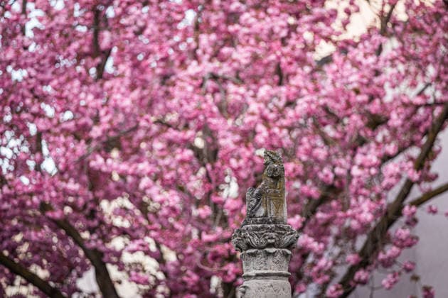 Kirschblüte in der Altstadt von Bonn, 6.4.2026 Die Jupitersäule im der Heerstraße vor der Kirschblütenpracht - Seit vielen Jahren ist die Kirschblüte in der Bonner Altstadt ein Touristenmagnet, Auch in diesem Jahr werden wieder zehntausende Menschen in die Stadt kommen und die Kirschblüten in der Breite Straße und Heerstraße bestaunen. Alle Zufahrten zu den Straßen sind seit einigen Tagen abgesperrt, die Zugänge werden bewacht. Bonn NRW Deutschland Copyright: xSebastianxDerixx