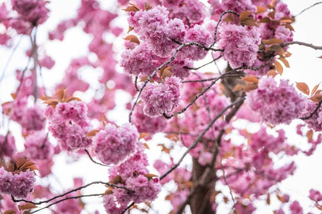Kirschblüte in der Altstadt von Bonn, 6.4.2026 Seit vielen Jahren ist die Kirschblüte in der Bonner Altstadt ein Touristenmagnet, Auch in diesem Jahr werden wieder zehntausende Menschen in die Stadt kommen und die Kirschblüten in der Breite Straße und Heerstraße bestaunen. Alle Zufahrten zu den Straßen sind seit einigen Tagen abgesperrt, die Zugänge werden bewacht. Bonn NRW Deutschland Copyright: xSebastianxDerixx